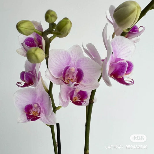 Orchid/ Tulip